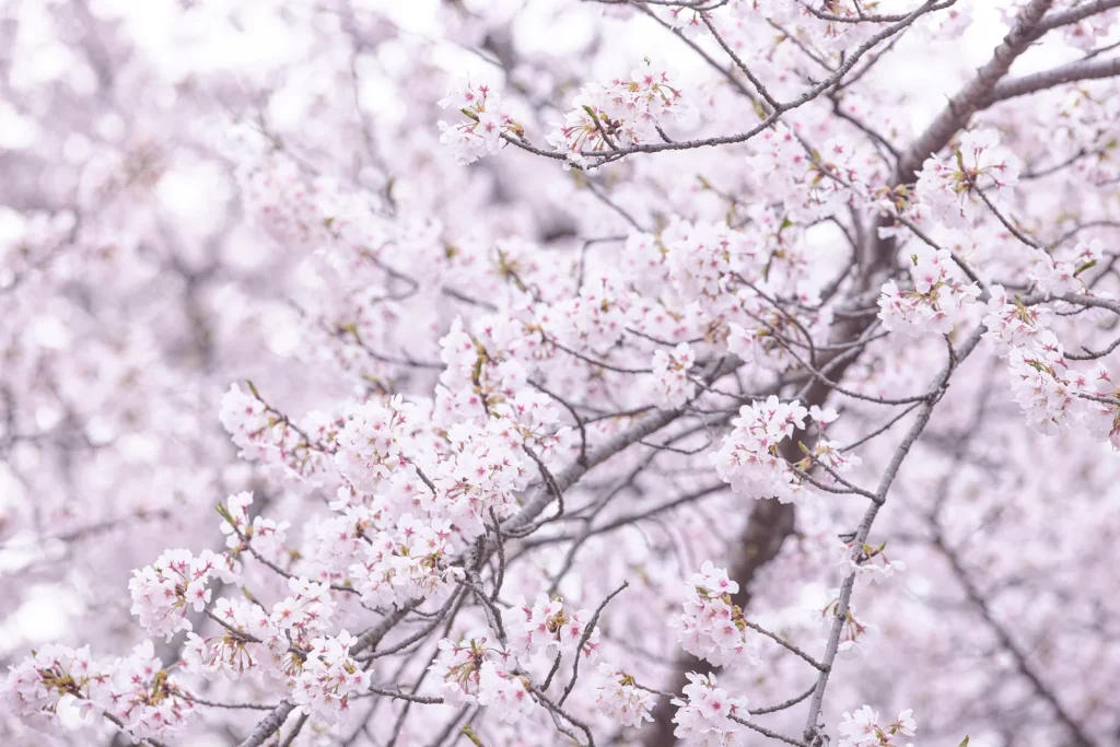 sakura